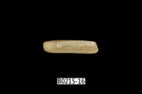 藏品(竹蟶)的圖片